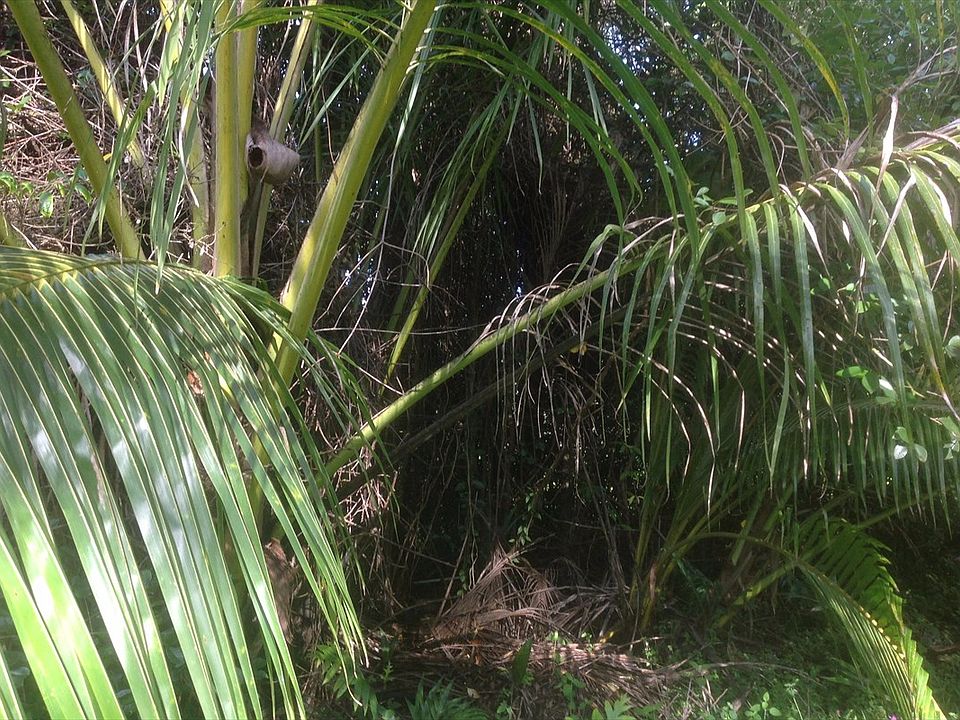 2nd image of Paradise Cir