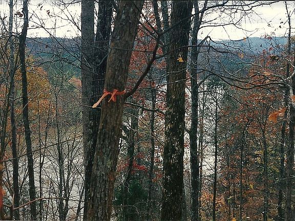Imagine without trees