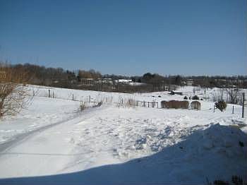 Backyard in Winter