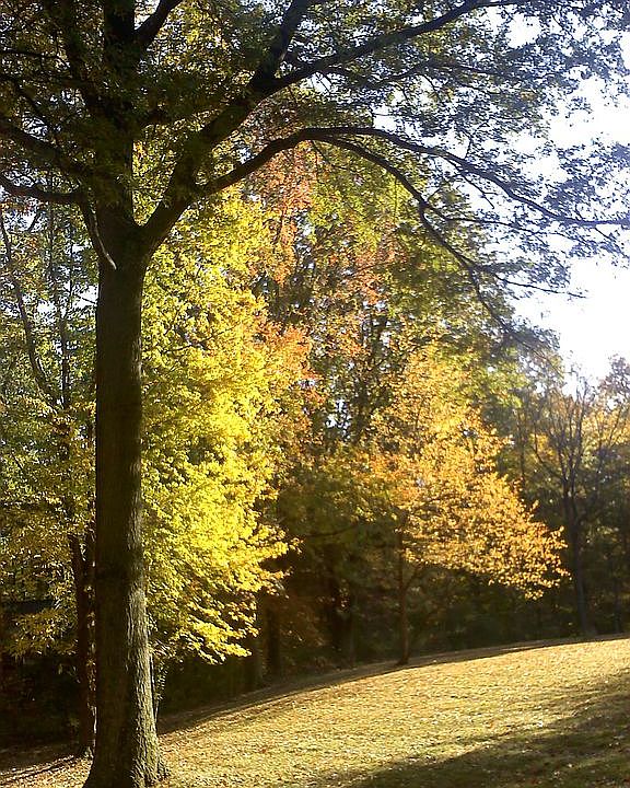Fall - back yard left side