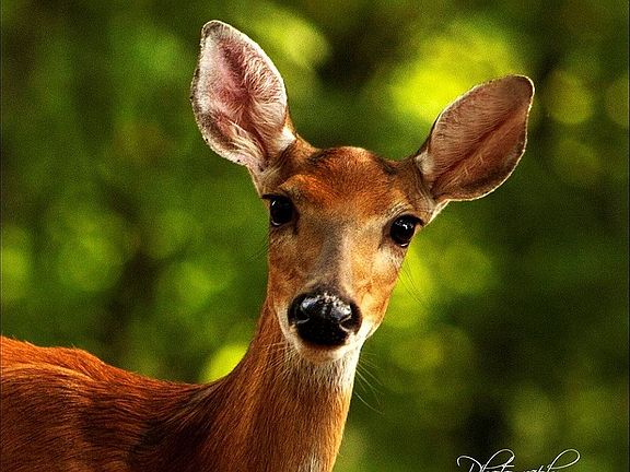 Plenty of wildlife