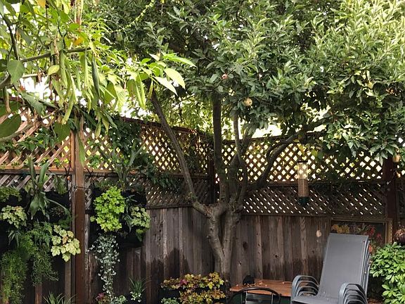 Backyard with Apple tree