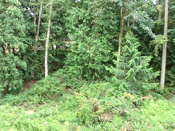 Back Yard Green Belt Ravine