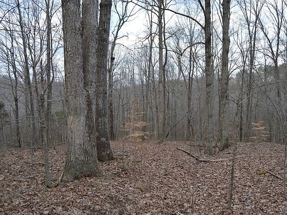 Excellent hardwood timber.