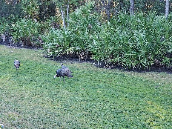 Backyard Turkey
