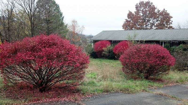 2nd image of 449 Weir Mountain Rd