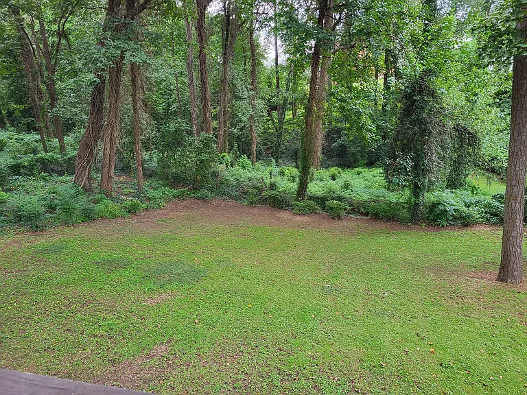 beautiful green space back yard