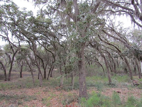 More Live Oaks...
