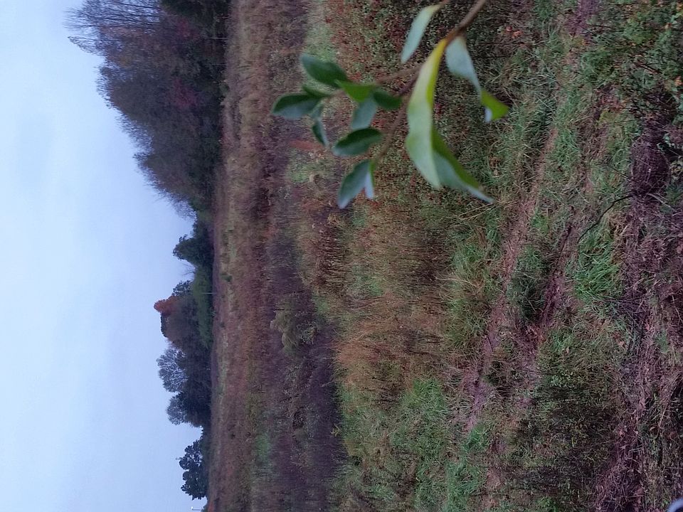 2nd image of Jule Merck Rd