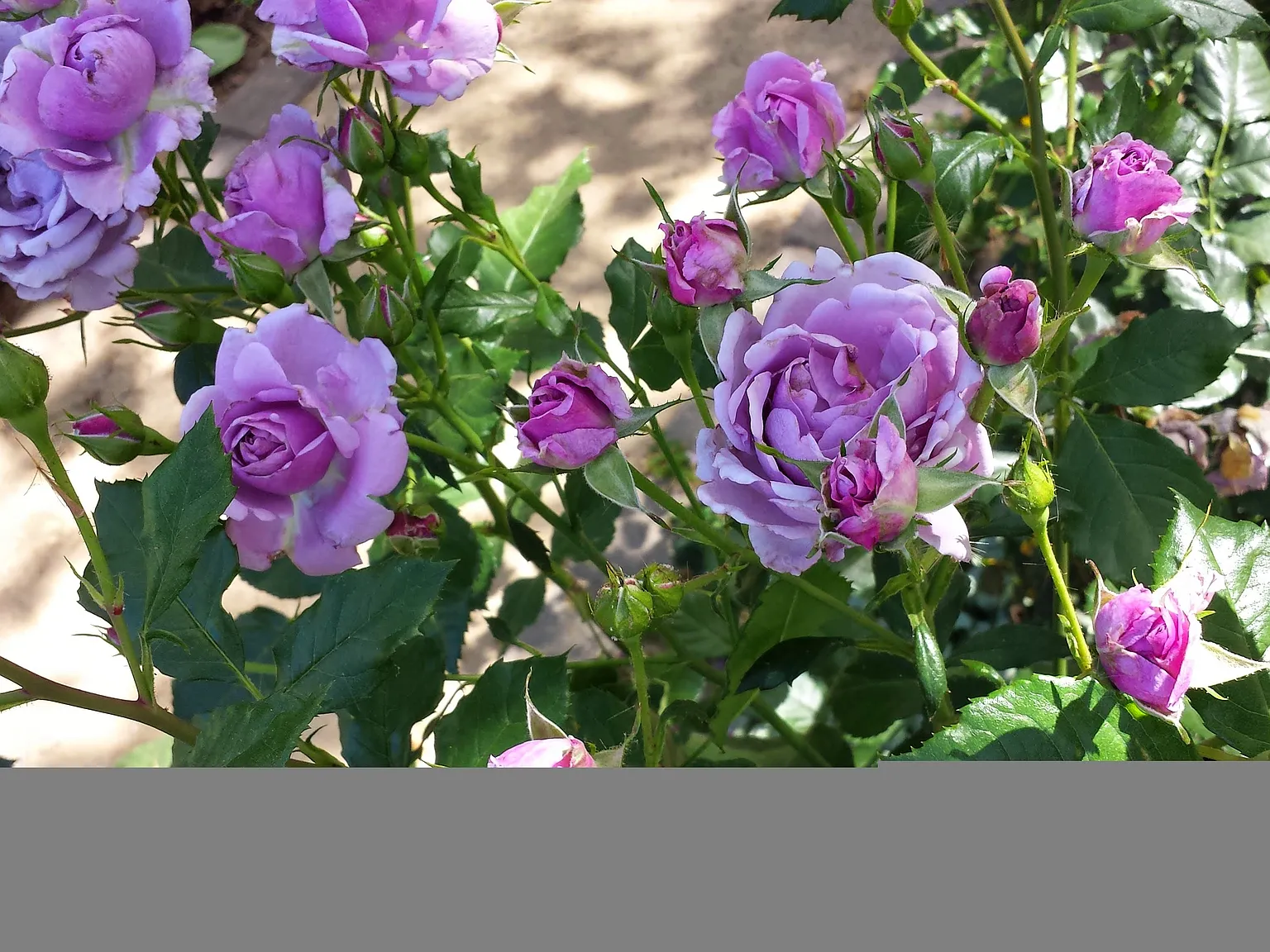 Tait Ave, Los Gatos — Photo 1