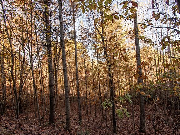 4th image of LOT 66 Choctaw Ridge Trl