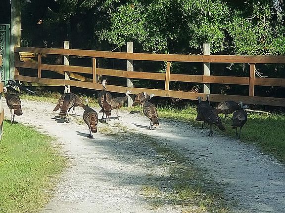 wild turkeys in driveway