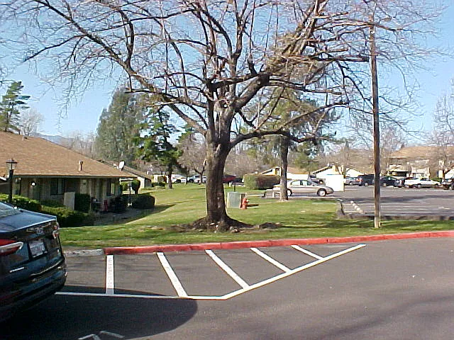 Pepper Tree — Photo 7