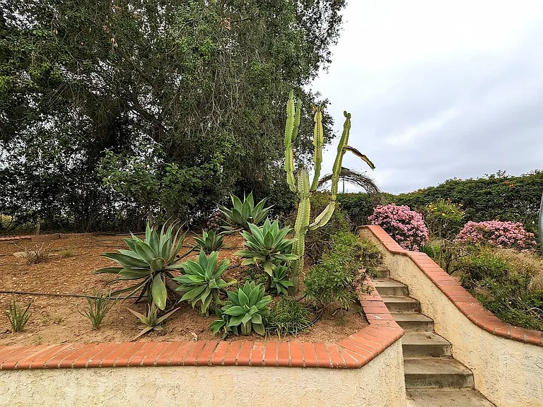 back yard