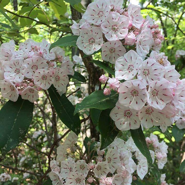 Mountain Laurel