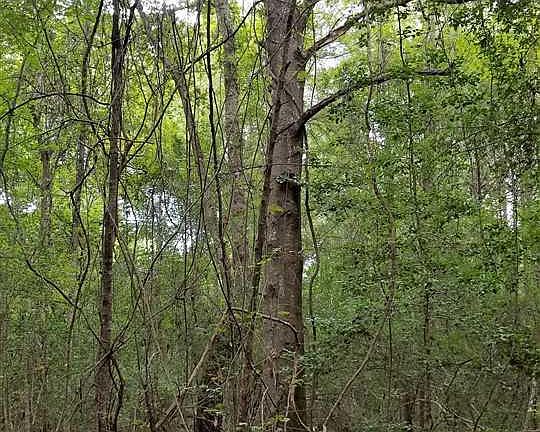 3rd image of County Road 3545