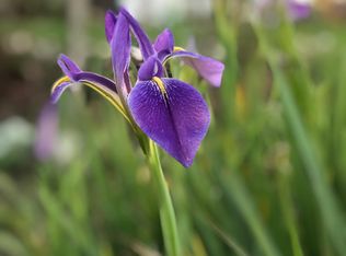 19184 Murcott Dr E, Fort Myers, FL 33967