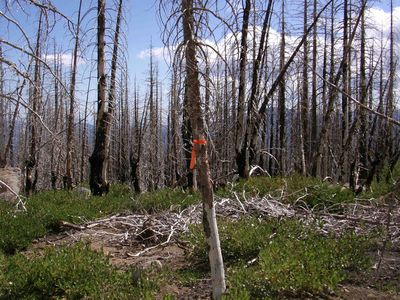 Xyx #43-N33, Weed, CA, 96094