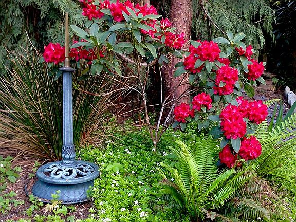 More Rhodies in the back...