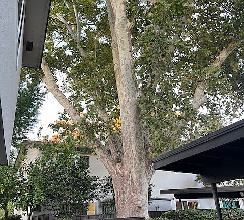 Patio shaded by majestic tree