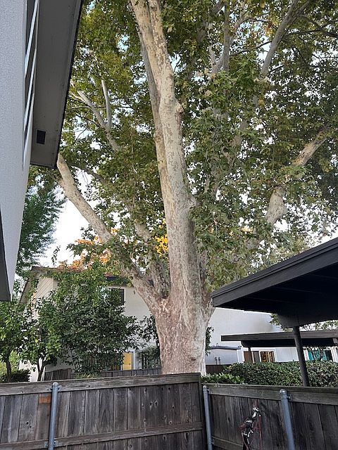Patio shaded by majestic tree
