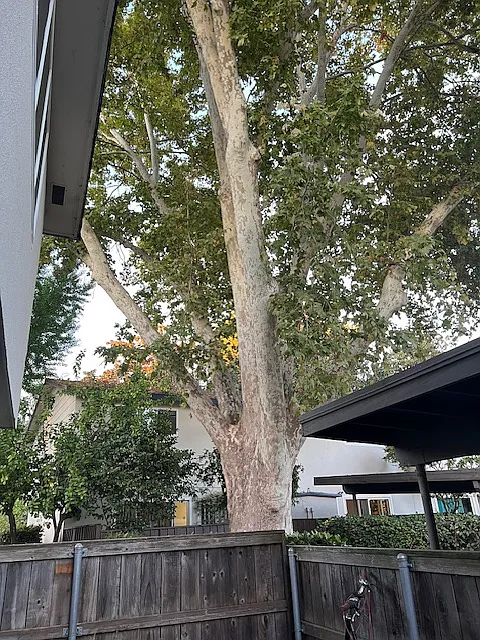 Patio shaded by majestic tree