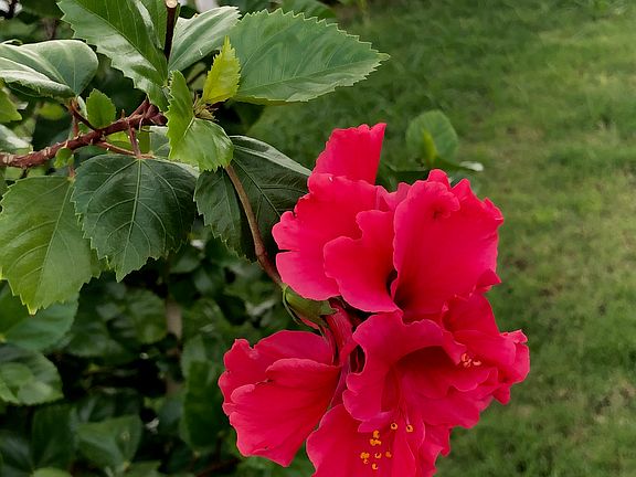 Hibiscus growing in front ya