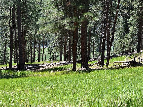 Majestic forest trees
