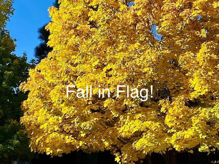 Spruce & Pine cabin
September - October time in Flagstaff