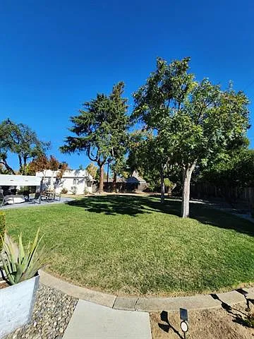 Back yard