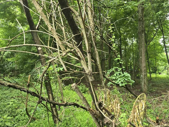 Long Hollow Rd, Masontown, WV 26542