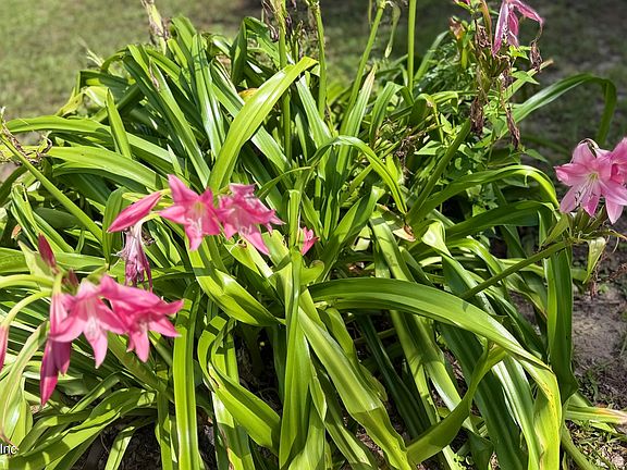 2nd image of 1308 MARTIN LUTHER KING JR Boulevard