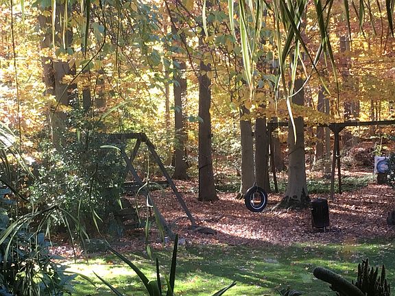 Woods from Kitchen Window