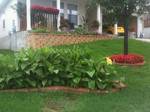 Plants In Summer