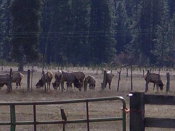 East pasture w/elk