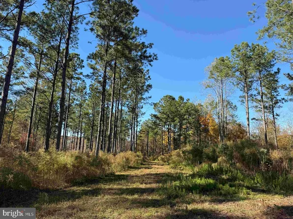 Grey Farm Road Jamesville Nc Tract, Beaufort, NC 28516