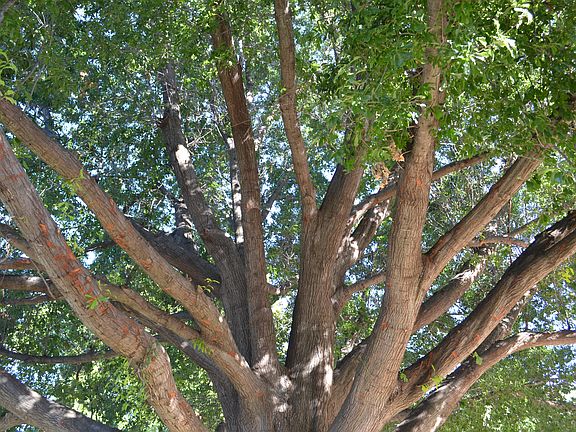 Prettiest Tree on the Block :-)