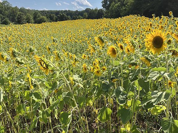 4th image of 11221 Bristersburg Rd