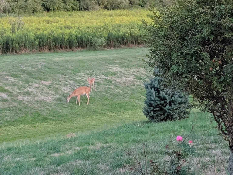 Gentle visitors