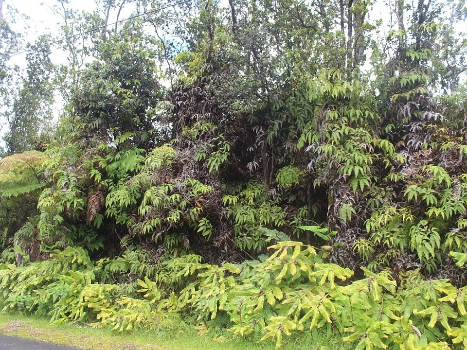 2nd image of Alaula St Lot 668