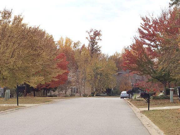 Fall trees on our street