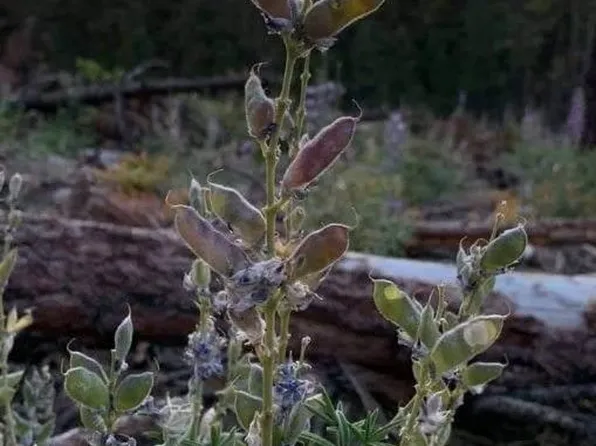 600 Bliss Rd, Sprague River, OR 97639