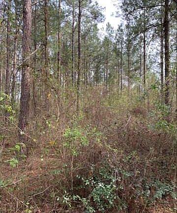 3rd image of Chris Kennedy Rd