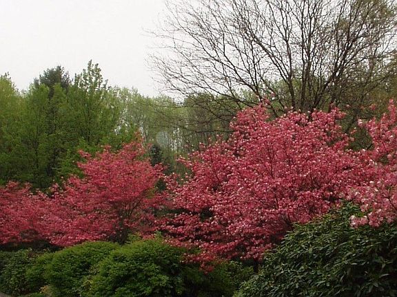 Street View April before Rhododendrens