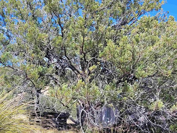 4th image of Xx Moon Shadow