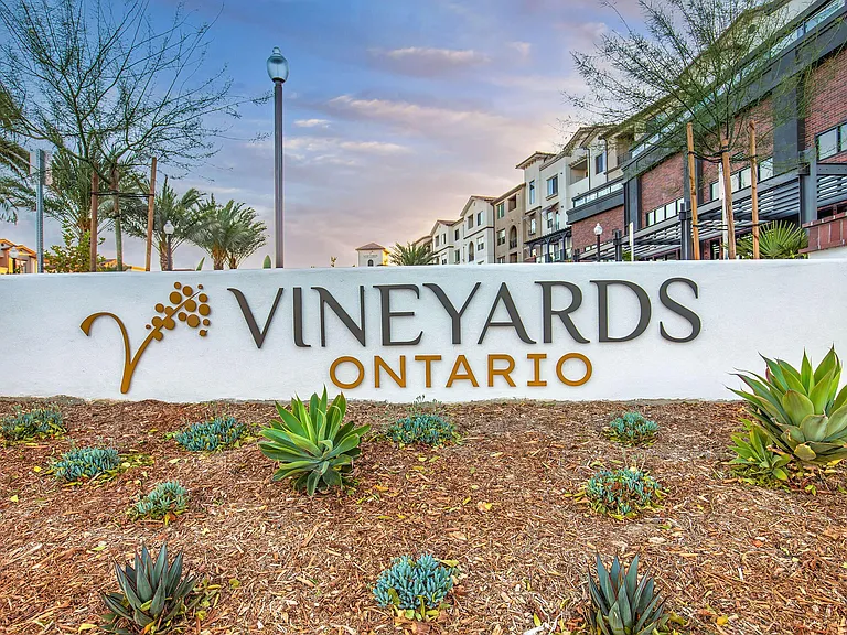 Vineyards — Photo 111