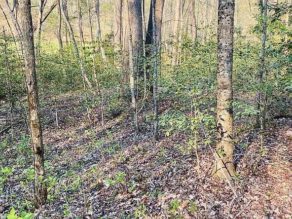 5th image of LOT 5 Carringer Rd