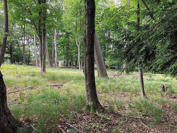 Large, lovely trees