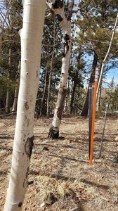 826 Princess Rd, Cripple Creek, CO, 80813