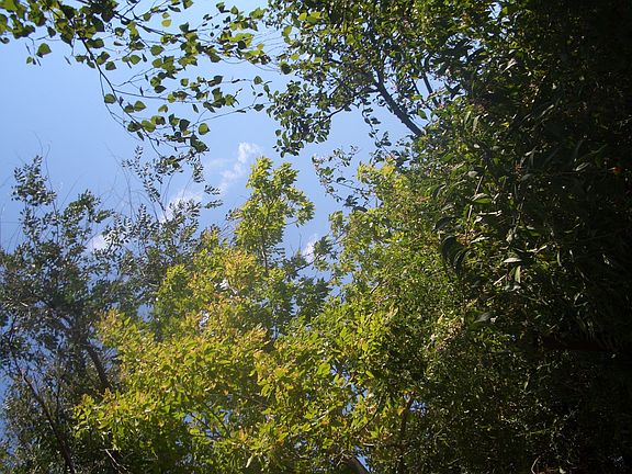 August 2007 - Some of our leafy trees